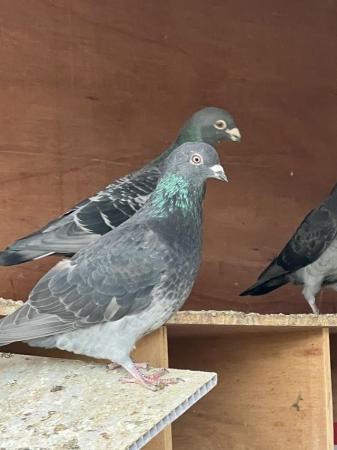 Image 5 of Beautiful pigeons available £10