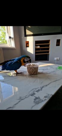 Image 3 of Rico Blue and gold macaw male parrot + big cage + pertch