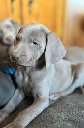 Image 5 of Special home needed Beautiful Blue Weimaraner Puppy