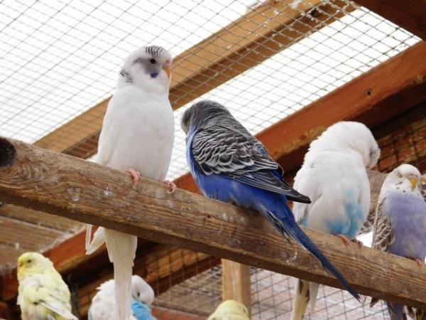 Image 11 of Budgies For Sale. Ideal Pets (Friendly) + Suit for Aviaries