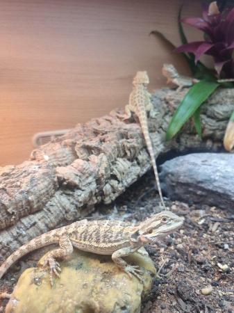 Image 7 of Lots of Bearded dragons for sale