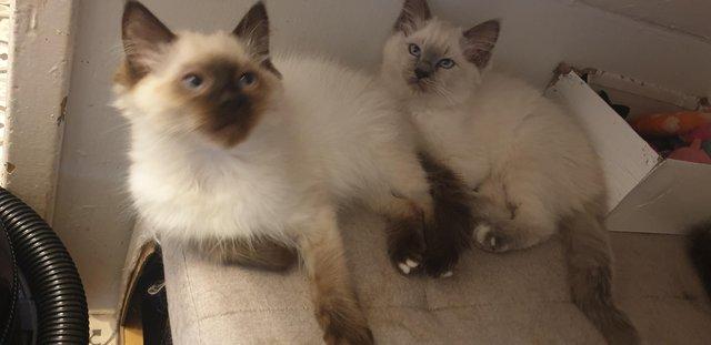Preview of the first image of Ragdoll kittens full vaccinated.