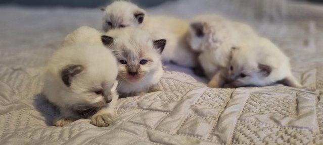 Image 4 of Pure breed ragdoll kittensready 11th June