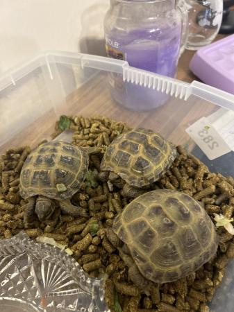 Image 3 of Horsefield tortoise about 2 year old 3 of them £100  all