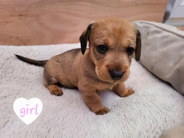 Image 2 of Teckle/sausage dog puppies
