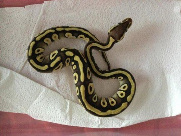 Image 5 of Pastel Mojave het ghost baby python
