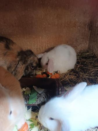 Image 15 of Mini lops 8wks old 5  £30 or two for £50