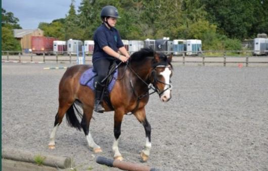 Image 1 of Looking for 14.2 pony for 13yr old LWVTB