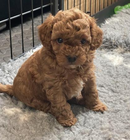 Image 20 of Gorgeous,Deep Red,Health tested Cavapoo pups