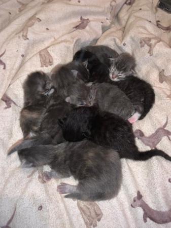 Image 5 of 6 Gorgeous Ragdoll x Mainecoon Kittens