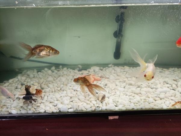 Image 5 of Selling all the fishes with tank fish, decorations, pumps, f