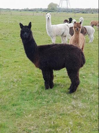 Image 4 of Alpaca breeding female and cria at foot, exceptional colours