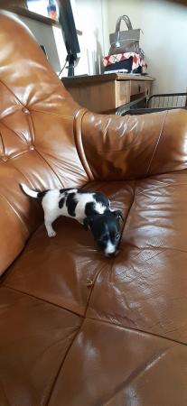 Image 1 of Adorable Miniature Jack Russell Puppy