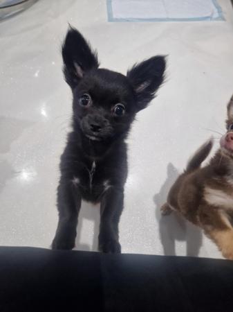 Image 5 of chihuahua black boy  ready now