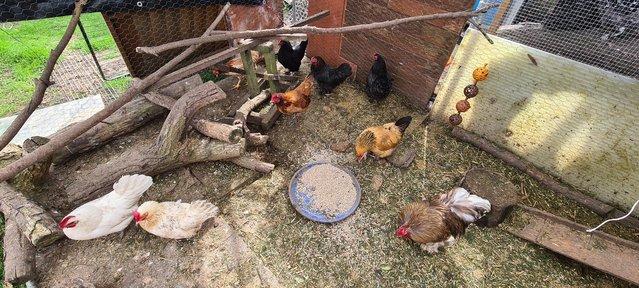 Image 3 of Pekin bantam X chickens available