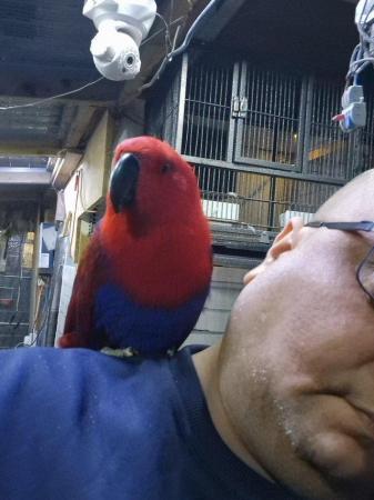 Image 2 of Female Eclectus parrots for sale...
