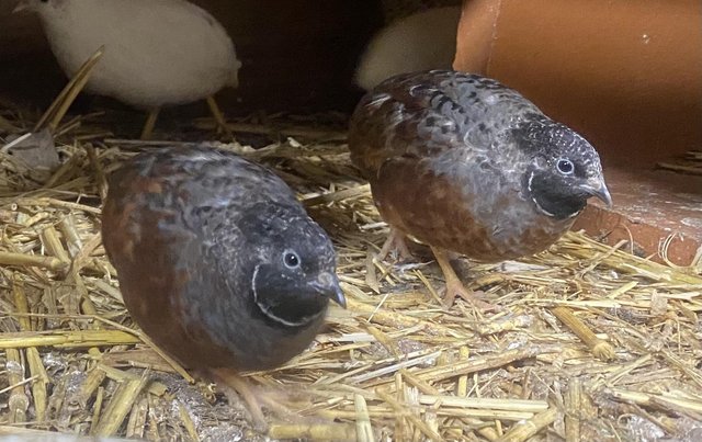 Preview of the first image of MALE Bachelor Group of Chinese Painted Button Quail.
