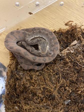 Image 4 of Baby Amazon tree boas11 baby’s all eating well  3,5,6 sold