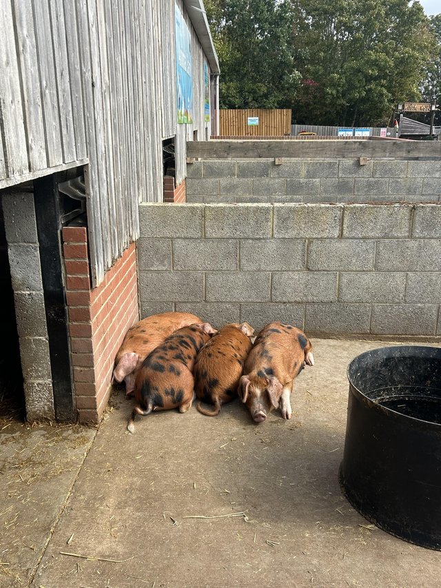 4 month old Oxford Sandy and Black weeners pure — photo 2 of 3