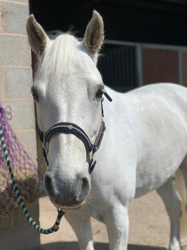 Preview of the first image of 15hh 19 Year Old Connemara for Part Loan.