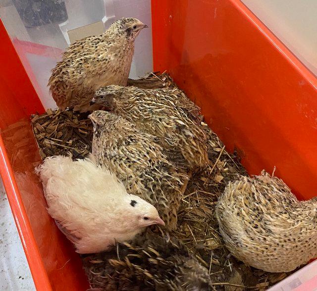 Preview of the first image of Quails of various age: Japanese, Italian, Texas A&m, Rosetta.