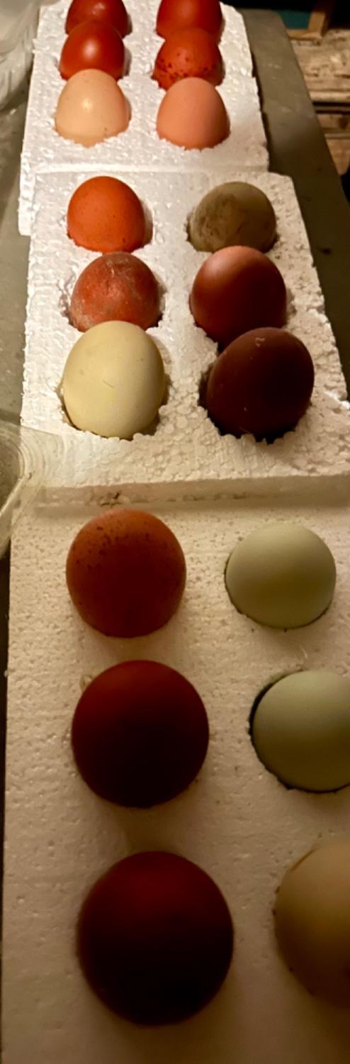 Preview of the first image of Hatching eggs, rich dark chocolate, olive, green and blue.