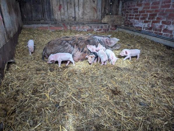 Image 1 of Pigglets for sale ready end of June