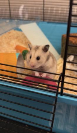 Image 2 of 4 month old male sexied Syrian hamster