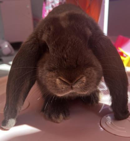Image 2 of French lop choclote otterDoe for sale 16 weeks old