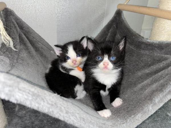 Image 4 of Last black and white boy and girl kittens for sale
