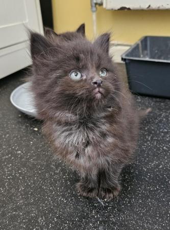 Image 3 of Beautiful black fluffy part maincoon kittens