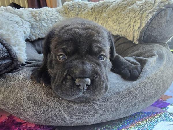 Image 2 of Gorgeous Blue Siras Staffie x Shar Pei pups for sale
