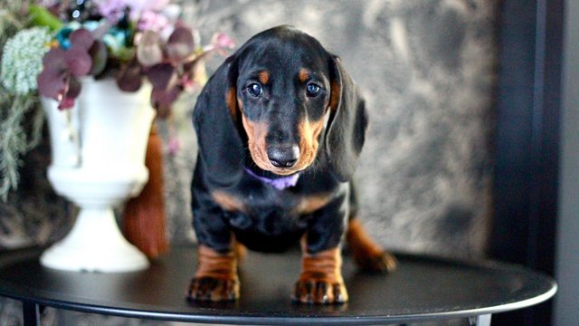 Image 35 of Ready Now only 4 dachshunds left