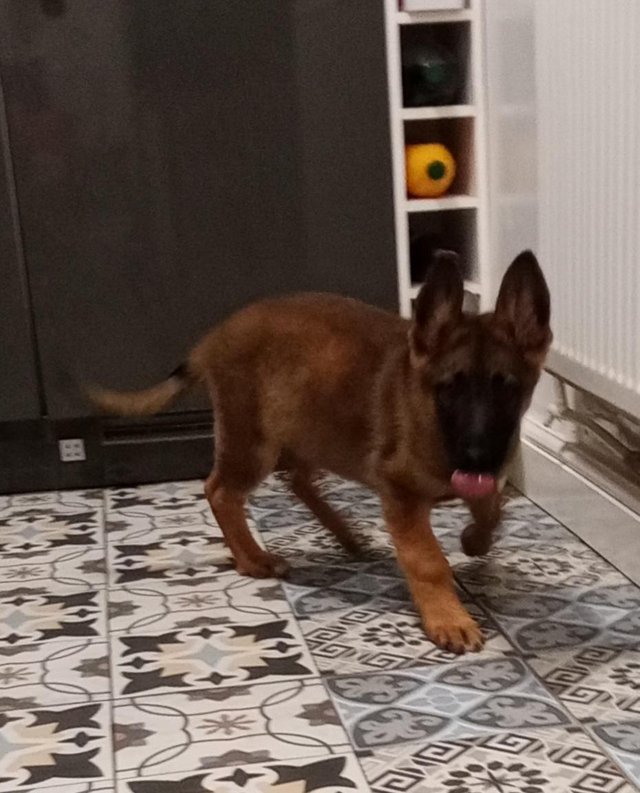 Preview of the first image of 7 mths old German Shepherd bitch.