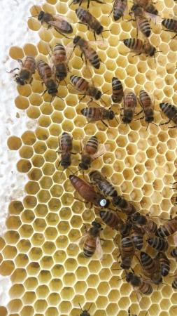 Image 32 of Bee Nucs overwintered 2024 for sale