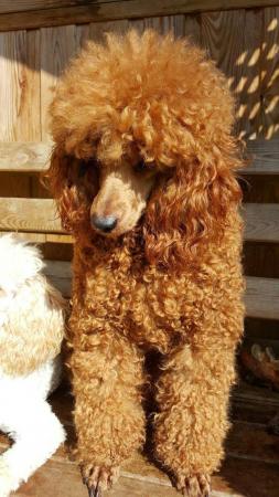 Image 8 of RED KC REG TOY POODLE FOR STUD ONLY! HEALTH TESTED