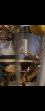 Image 5 of SOLD - Budgies roughly 4 or 5 months old for sale