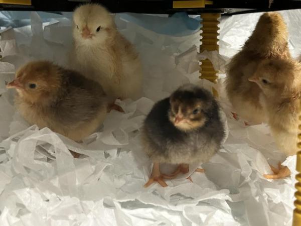 Image 2 of mixed breeds of chicks (un-sexed)