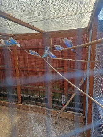 Image 4 of Blue and green budgies for sale