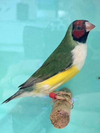 Image 8 of Beautiful unrelated pairs of gouldian finches for breeding
