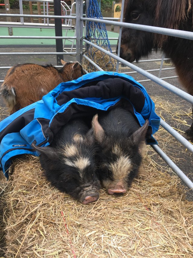 Preview of the first image of 5 month old very friendly Kune Kune Piglets.