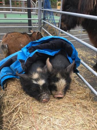Image 1 of 5 month old very friendly Kune Kune Piglets