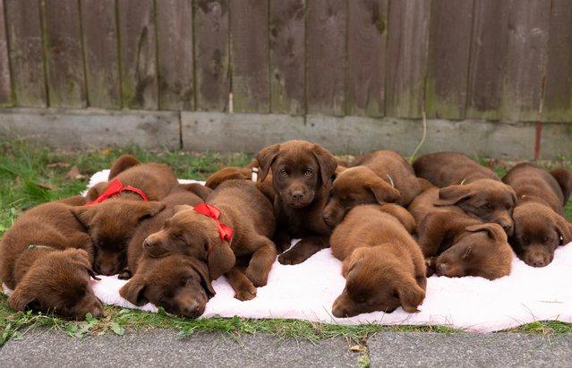 Preview of the first image of FTCH'S Champions bloodline Labrador puppies.