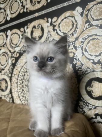 Image 17 of Stunning ragdoll kittens looking for the best homes