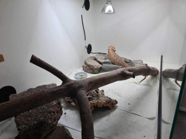 Image 5 of 9 month old bearded dragon and full setup available