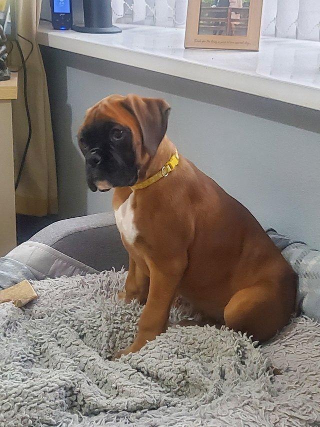 Preview of the first image of Boxer Puppies 1 female available.