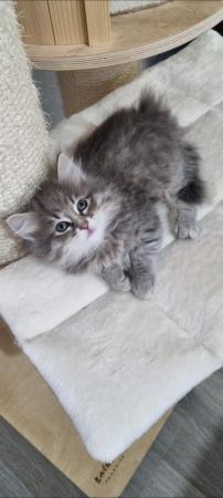 Image 11 of Pure/Pedigree  Siberian kittens  available