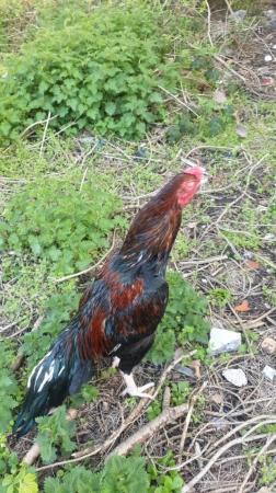Image 2 of Aseel cockerel for sale west midlands