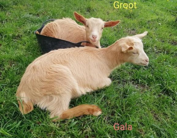 Image 2 of Pedigree registered Golden Guernsey goat FEMALE kid