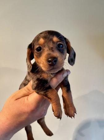 Image 1 of Beautiful litter of Mini Dachshund puppies